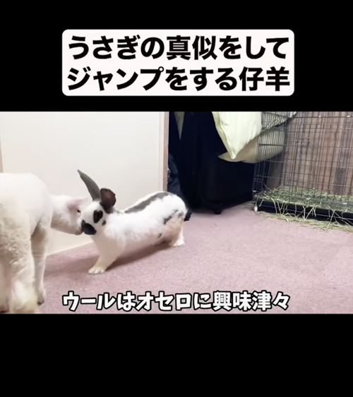 興味津々な仔羊