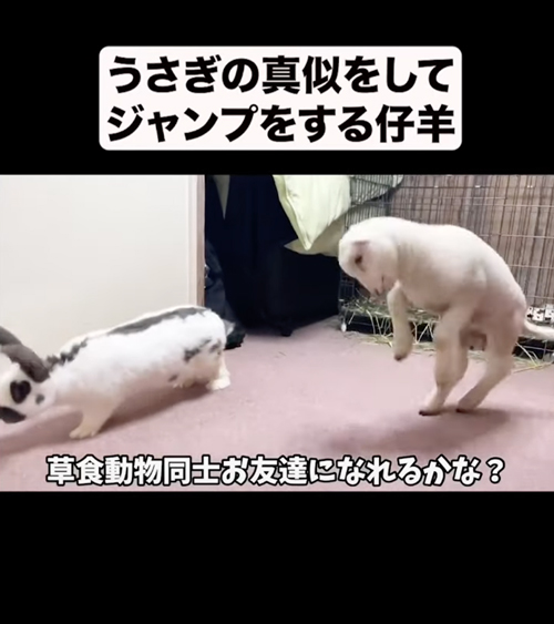 まねしてジャンプする仔羊