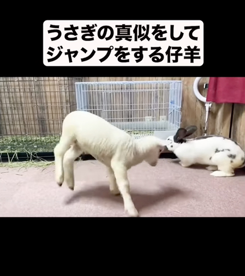 ジャンプする仔羊