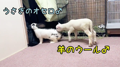 くんくんする仔羊