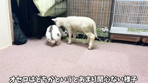 関心がないうさぎ