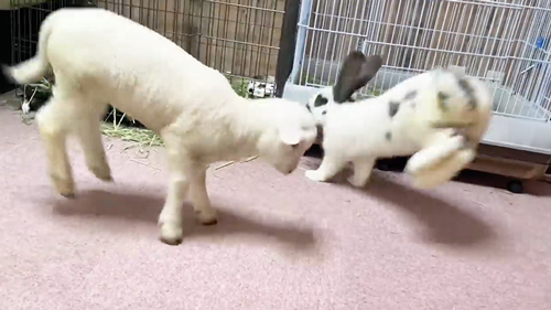 同時にジャンプする仔羊とうさぎ