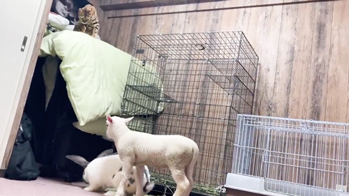 うさぎがすきな仔羊