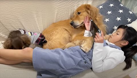 顔をなでられるワンコ