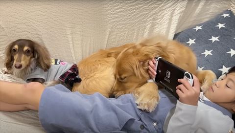 娘さんのお腹の上で寝るワンコ