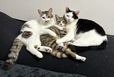 抱き合う3匹