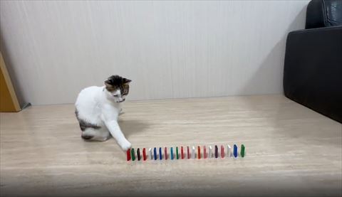 前足でドミノさわる猫ちゃん