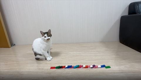 倒れたドミノとカメラ目線猫ちゃん