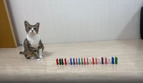 お座りして首かしげてる猫ちゃんとドミノ