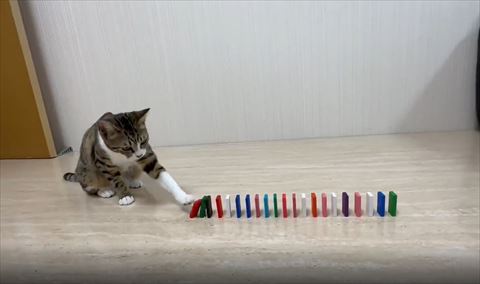 左前足でドミノをさわる