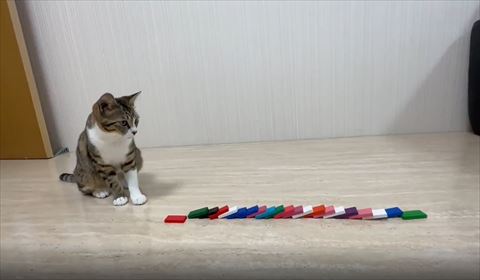 倒れたドミノを見るキジシロ猫ちゃん