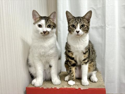 爪とぎの上に座る2匹