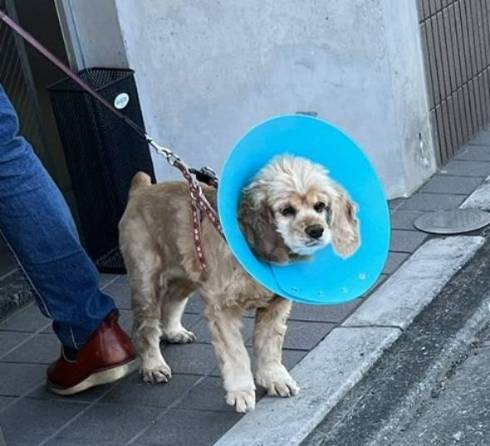 エリザベスカラーで共感しあう犬