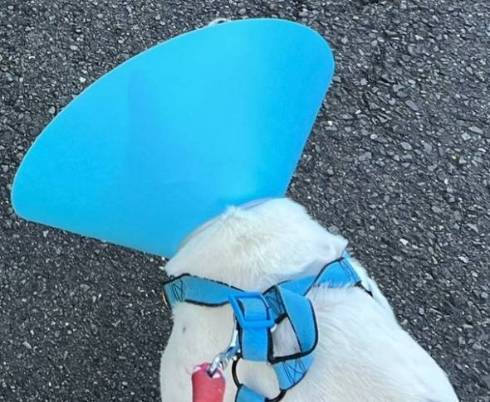 エリザベスカラーで共感しあう犬