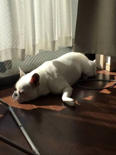 ファイターモードな犬