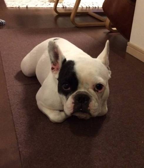 ぺたんとなる犬