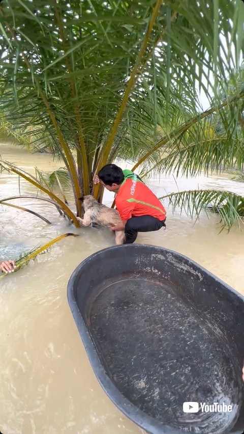 救助される直前の犬