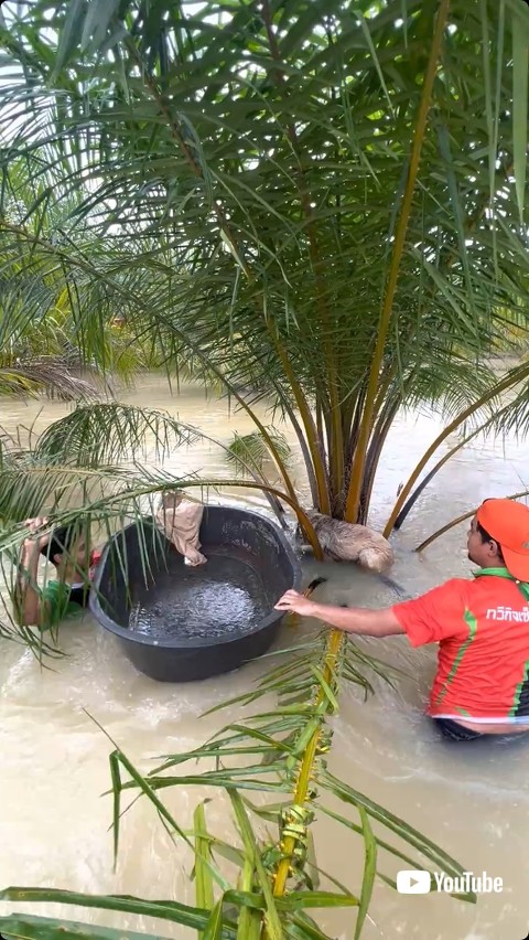 危険な状況の犬