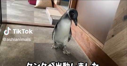 ペンギンに朝ビンタで起こされることってある？→あります　本気ビンタで起こす姿が「爆笑」「激しいｗ」と170万回再生 | ねとらぼ