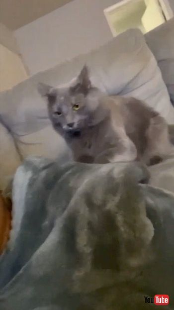 マッサージする猫