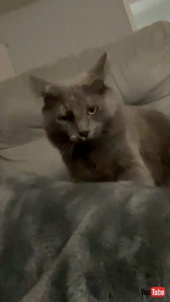 マッサージする猫