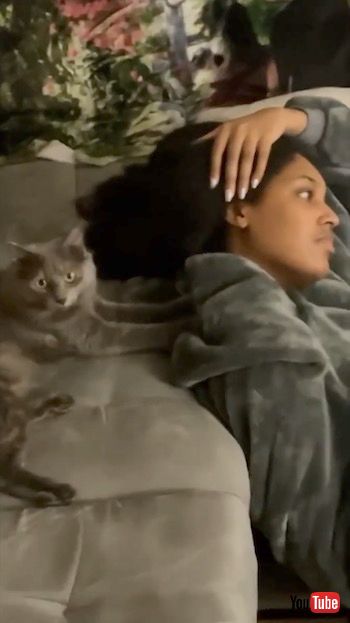 マッサージする猫