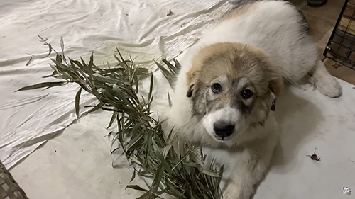 笹とベルちゃん