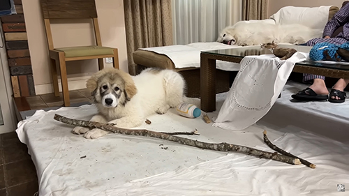 枝とベルちゃん