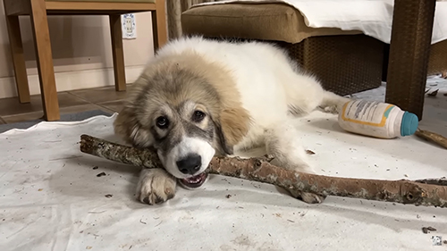 枝かじりベルちゃん