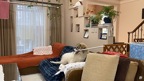 ワイパーかじりベルちゃん