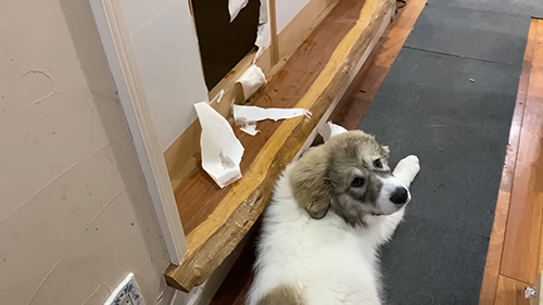 障子やぶりベルちゃん後ろから