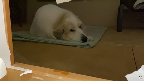 障子ごしアランくん