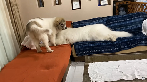 アランくんとベルちゃん