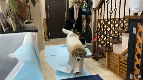 新聞くわえベルちゃん