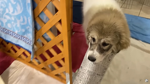 新聞運びベルちゃん