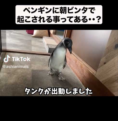 歩くペンギン