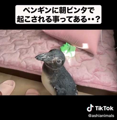 布団にやってきたペンギン