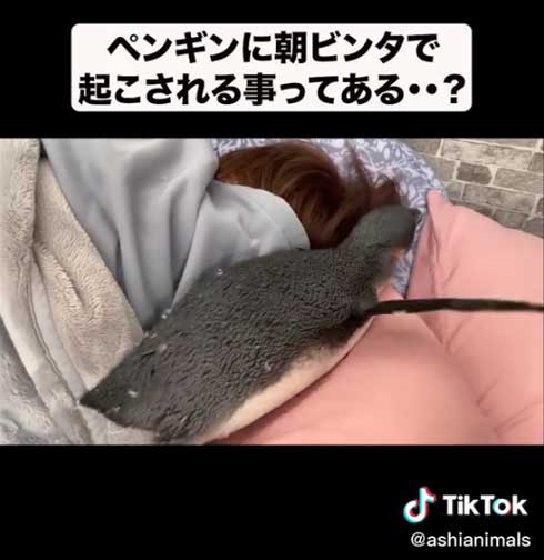 ペンギン 朝 ビンタ 起こされる 飼い主