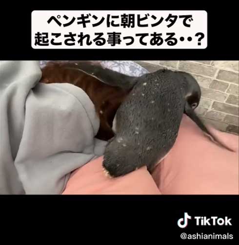 ペンギン 朝 ビンタ 起こされる 飼い主