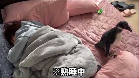 ペンギンのびんた