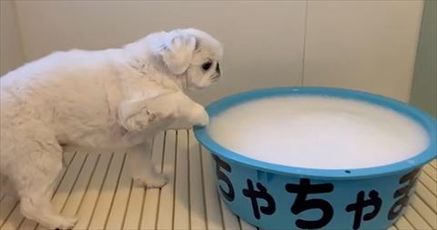 前足をタライの乗せる白ワンコ
