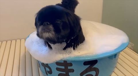 お風呂入る黒ワンコ正面