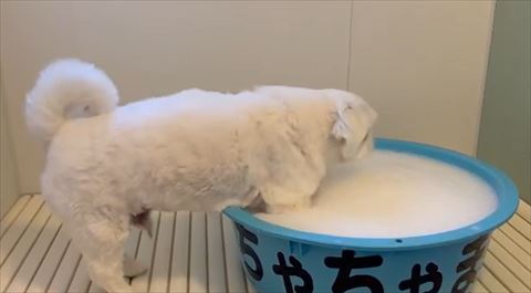 前足をタライに入れる白ワンコ