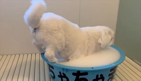 お尻あげて前足をタライに入れる白ワンコ