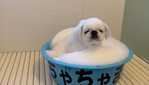 泡風呂に入る白ワンコ正面