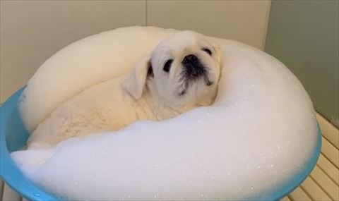 泡に寄りかかる白ワンコ