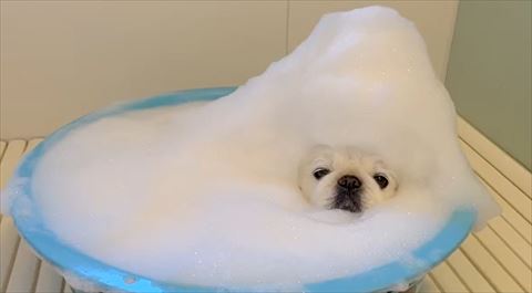 頭に泡のせる白ワンコ