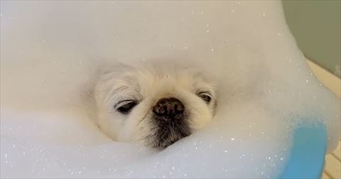 頭に泡のせる白ワンコアップ