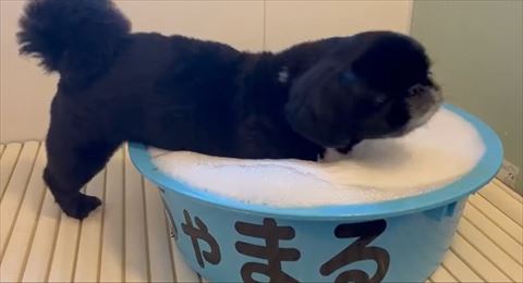 泡ぶろにお腹のせる黒ワンコ