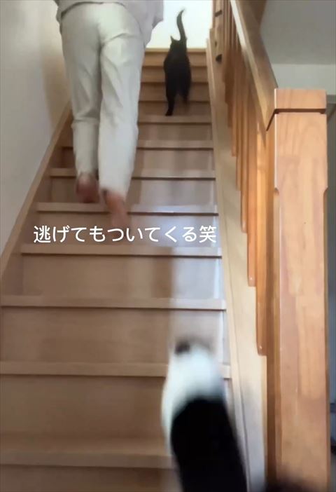 逃げてもついてくるテロップ